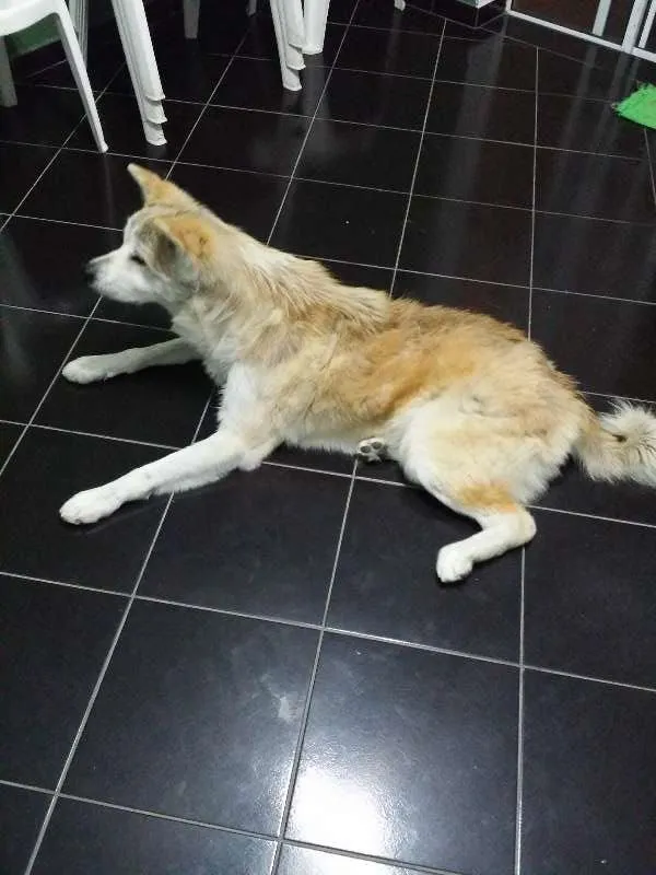 Cachorro raça akita idade 3 anos nome FELIX