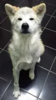 FELIX