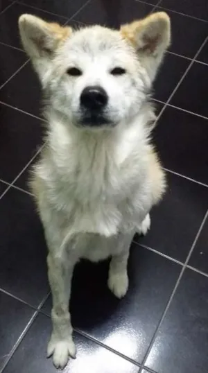 Cachorro raça akita idade 3 anos nome FELIX