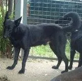 Cachorro ra a MIX PASTOR BELGA idade 2 anos nome Billy