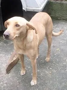 Cachorro raça SRD idade 1 ano nome CARAMELO
