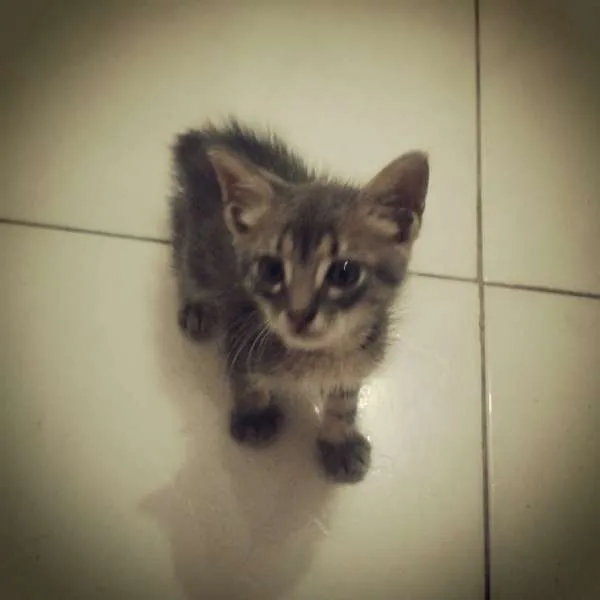 Gato ra a  idade Abaixo de 2 meses nome ADOTE