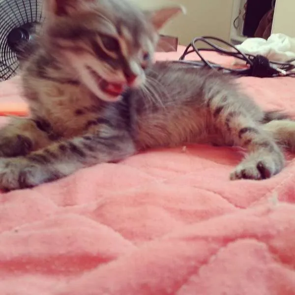 Gato ra a  idade Abaixo de 2 meses nome ADOTE