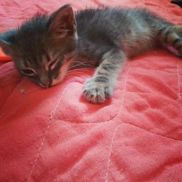 Gato ra a  idade Abaixo de 2 meses nome ADOTE