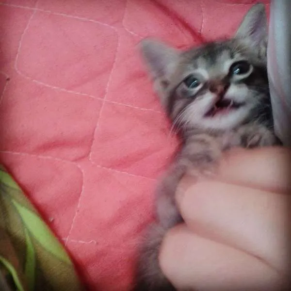 Gato ra a  idade Abaixo de 2 meses nome ADOTE
