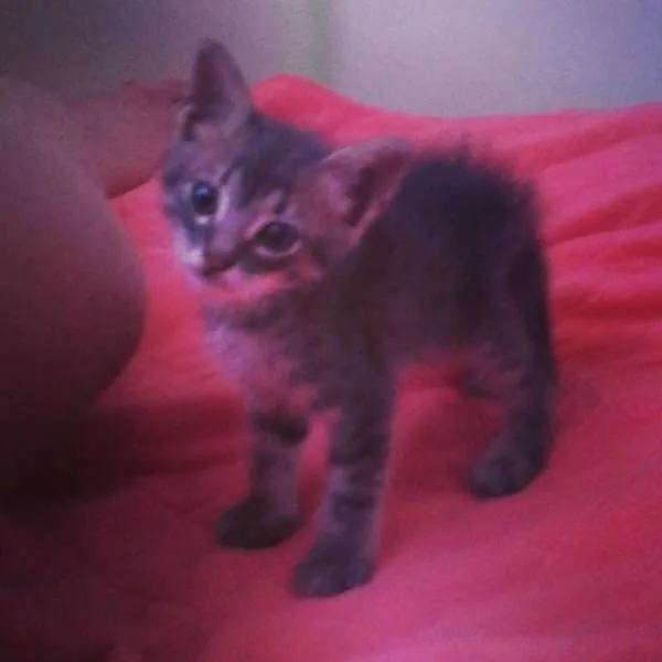 Gato ra a  idade Abaixo de 2 meses nome ADOTE
