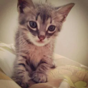 Gato raça  idade Abaixo de 2 meses nome ADOTE