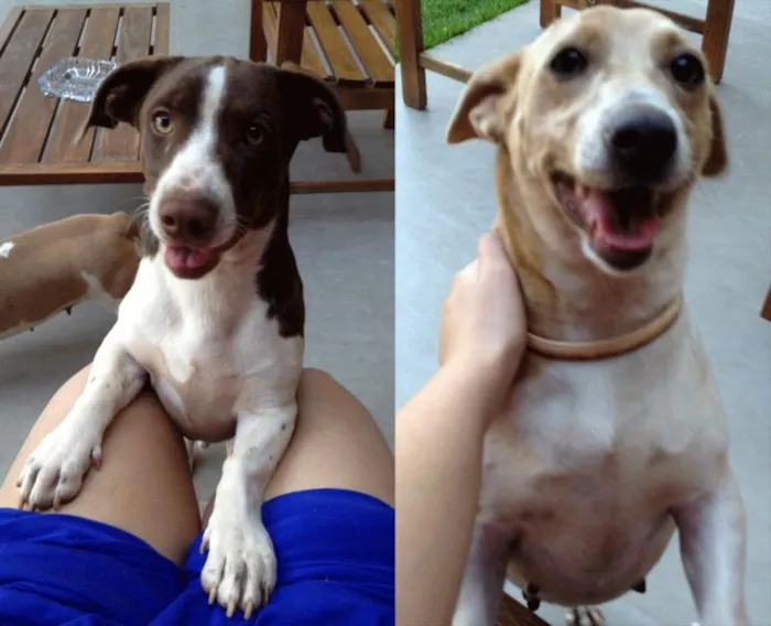Cachorro ra a Srd idade  nome 1 Macho e 1 Fêmea