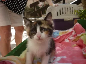 Gato raça SRD idade 2 a 6 meses nome EVA