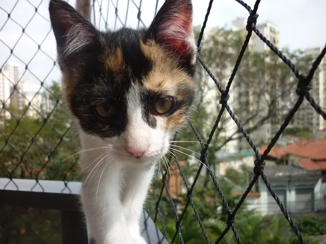 Gato ra a SRD idade 2 a 6 meses nome EVA
