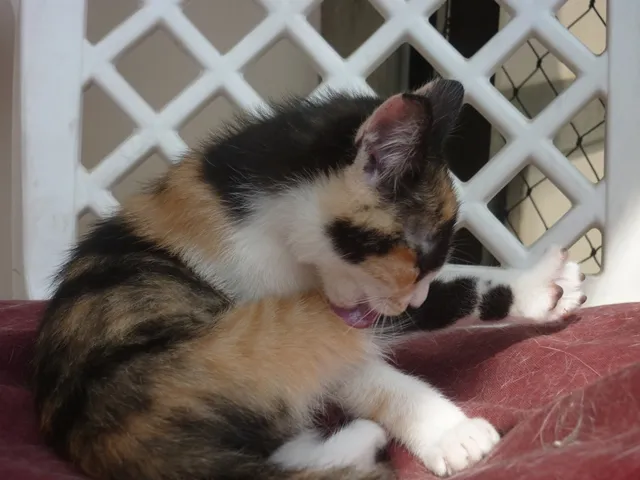 Gato ra a SRD idade 2 a 6 meses nome EVA