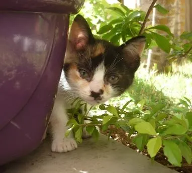 Gato ra a SRD idade 2 a 6 meses nome ELECTRA