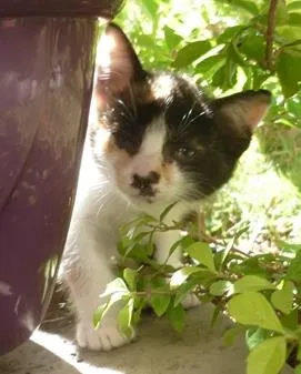 Gato ra a SRD idade 2 a 6 meses nome ELECTRA