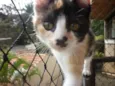 ELECTRA