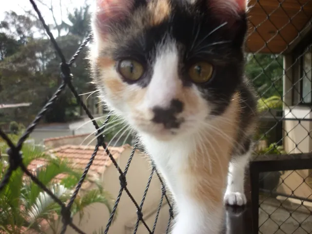 Gato ra a SRD idade 2 a 6 meses nome ELECTRA