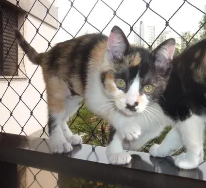 Gato ra a SRD idade 2 a 6 meses nome ELECTRA