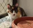 ELECTRA