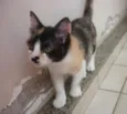 ELECTRA