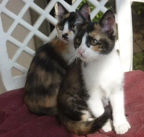 Gato ra a SRD idade 2 a 6 meses nome ELECTRA