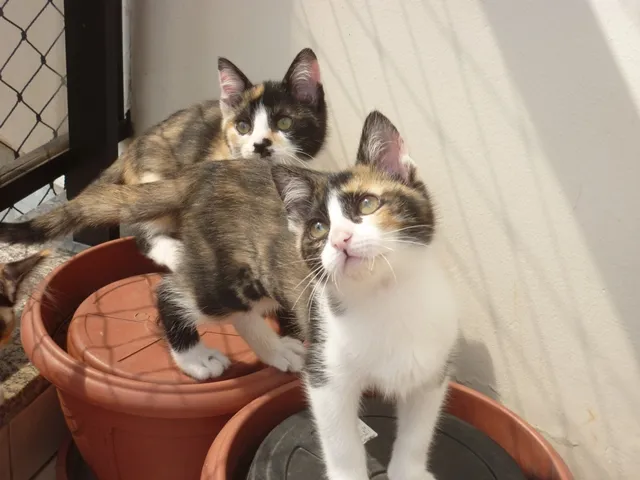 Gato ra a SRD idade 2 a 6 meses nome ELECTRA