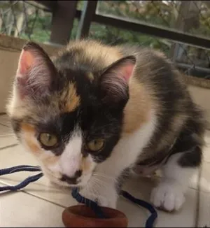 Gato raça SRD idade 2 a 6 meses nome ELECTRA
