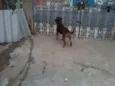 Menina e Banzé
