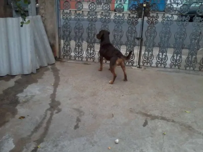 Cachorro ra a mistiça a pitbul e mistura de cocker idade 2 a 6 meses nome Menina e Banzé