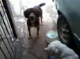 Menina e Banzé