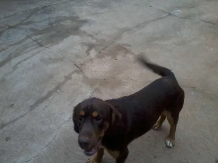 Cachorro ra a mistiça a pitbul e mistura de cocker idade 2 a 6 meses nome Menina e Banzé