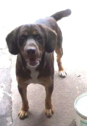 Cachorro ra a mistiça a pitbul e mistura de cocker idade 2 a 6 meses nome Menina e Banzé