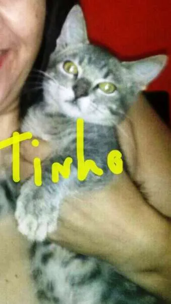 Gato ra a viralata idade 7 a 11 meses nome TINHO
