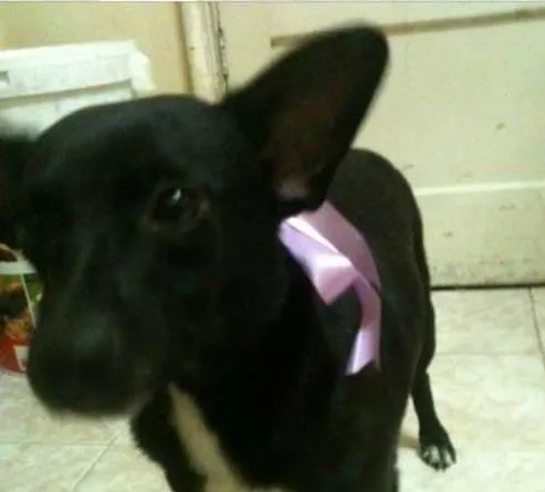Cachorro ra a srd idade 1 ano nome Isabel