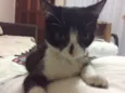 Teteca