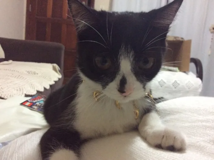Gato raça  idade 2 a 6 meses nome Teteca
