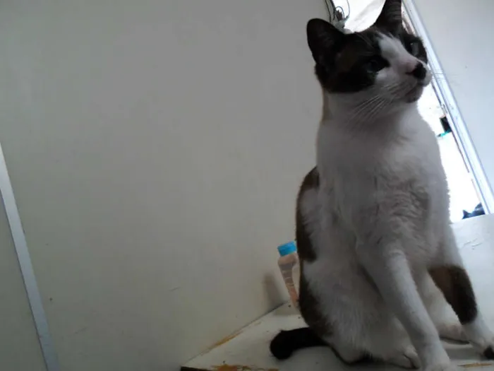 Gato raça srd idade 4 anos nome Branca/Minie