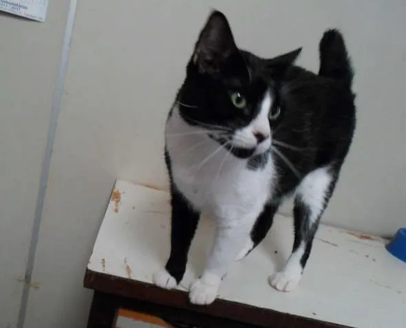 Gato raça srd idade 4 anos nome Branca/Minie