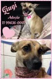 Cachorro raça SRD idade 1 ano nome Giugi