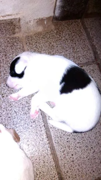 Cachorro ra a mestiço idade Abaixo de 2 meses nome filhotes