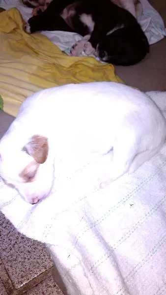 Cachorro ra a mestiço idade Abaixo de 2 meses nome filhotes
