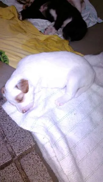 Cachorro ra a mestiço idade Abaixo de 2 meses nome filhotes