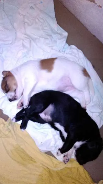Cachorro ra a mestiço idade Abaixo de 2 meses nome filhotes