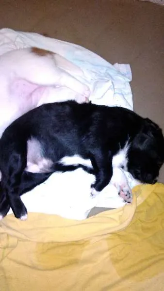 Cachorro ra a mestiço idade Abaixo de 2 meses nome filhotes