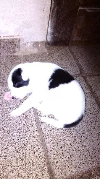 Cachorro ra a mestiço idade Abaixo de 2 meses nome filhotes