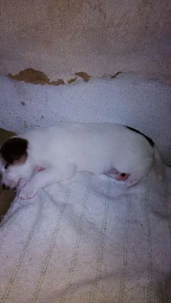 Cachorro ra a mestiço idade Abaixo de 2 meses nome filhotes