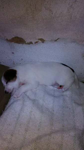 Cachorro ra a mestiço idade Abaixo de 2 meses nome filhotes