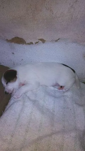 Cachorro ra a mestiço idade Abaixo de 2 meses nome filhotes