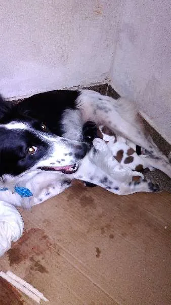 Cachorro ra a mestiço idade Abaixo de 2 meses nome filhotes