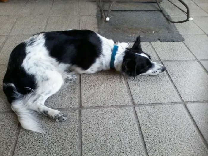 Cachorro ra a mestiço idade Abaixo de 2 meses nome filhotes