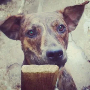 Cachorro raça SRD idade 2 anos nome Luiza