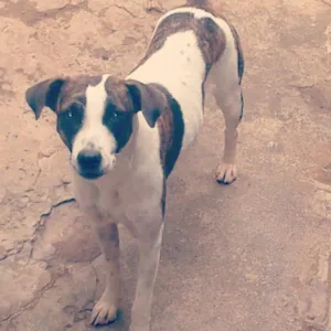 Cachorro raça SRD idade 2 anos nome Lira